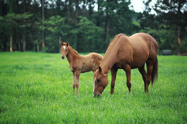 racehorses