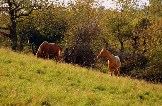 horse racing