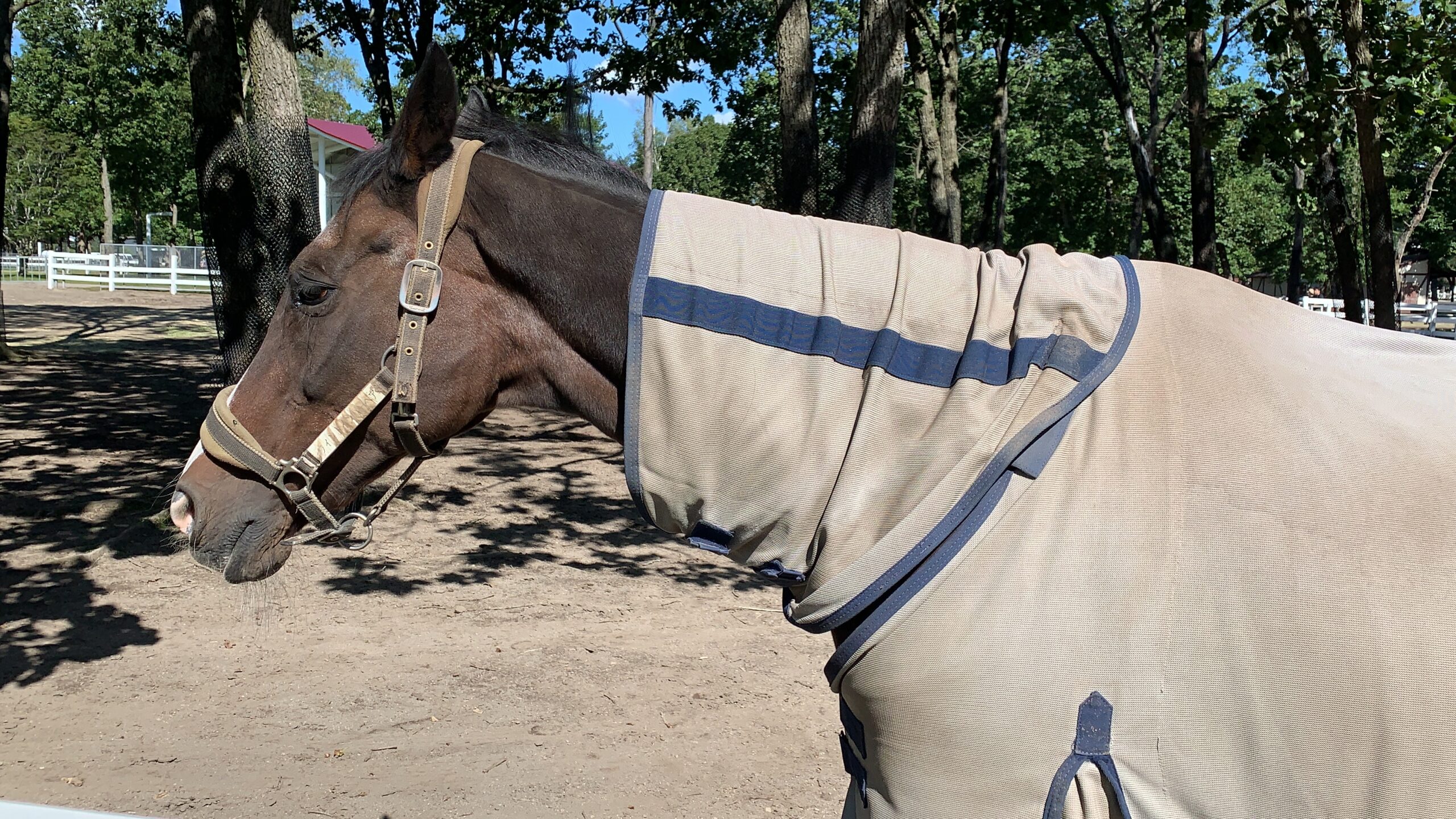 ダンシングブレーヴ：欧州史上最強馬の物語 - 競馬史のブログ Race 