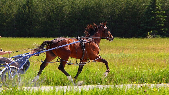 horse racing