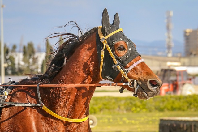 horse racing