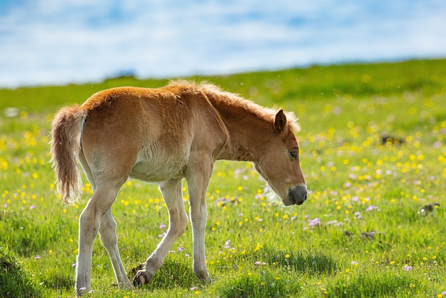 horses