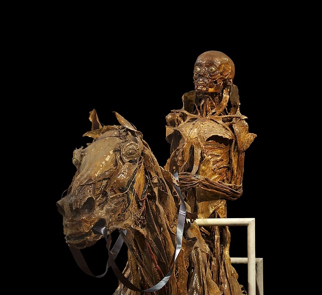 horse skeleton